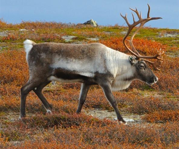 Caribou