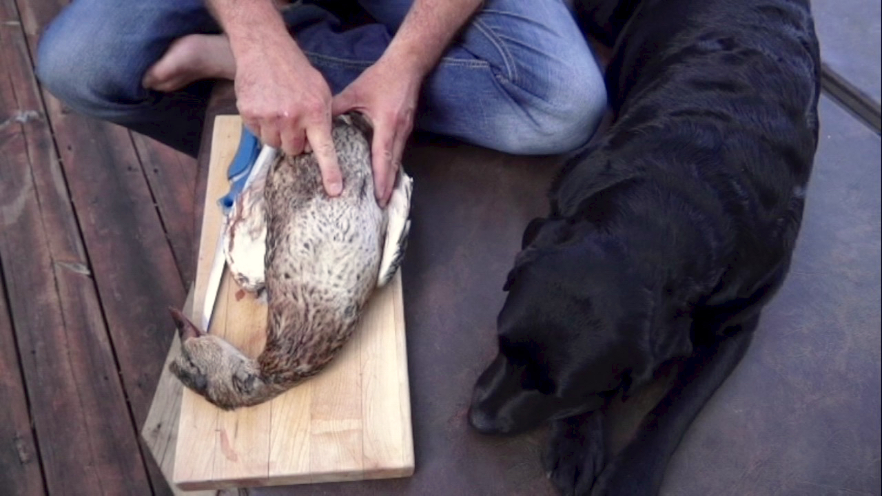 Exclusive video: The simple, foolproof way to remove duck breasts