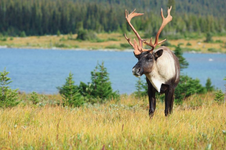 Woodland mountain caribou bull
