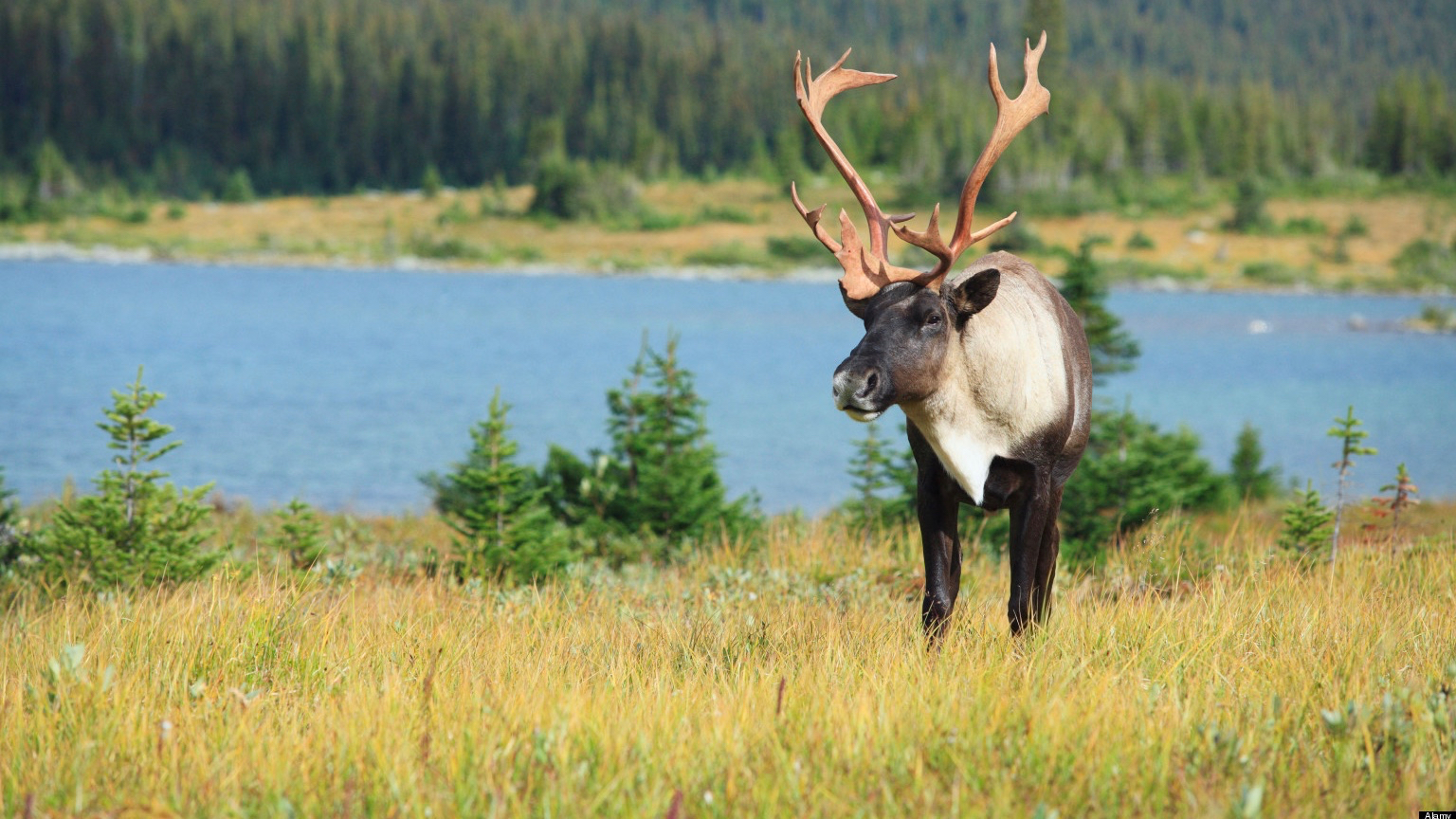 Woodland mountain caribou bull