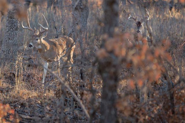 Whitetail deer