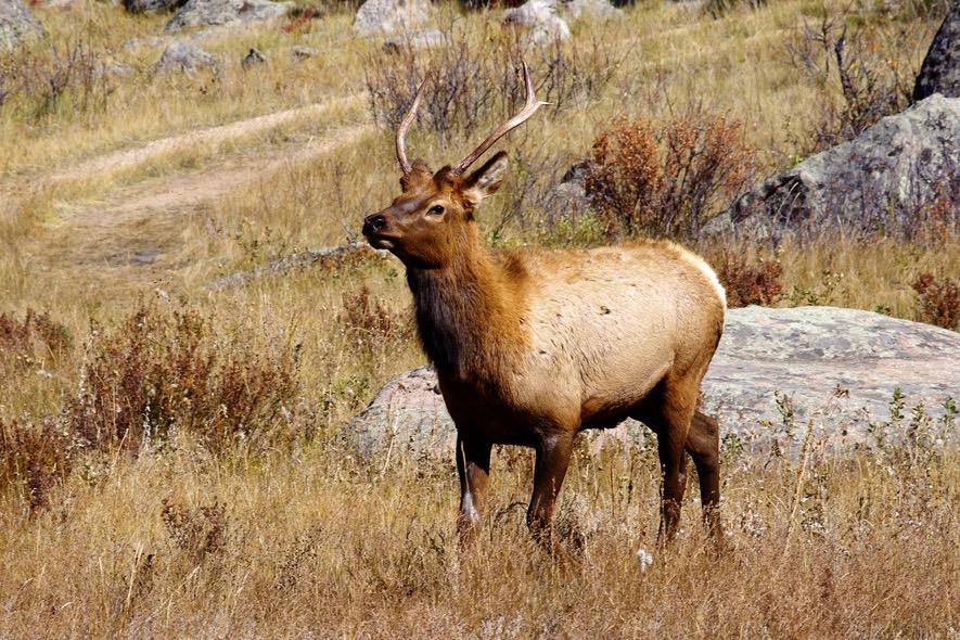 Elk