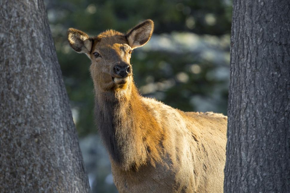 Elk