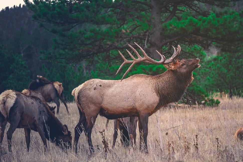 Elk