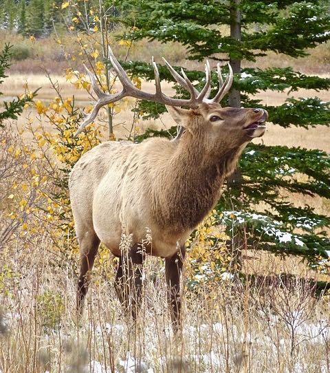 Elk