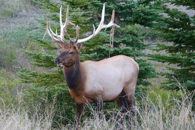 Elk