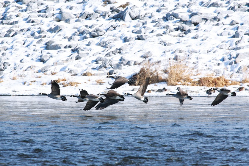 How to get late-season geese