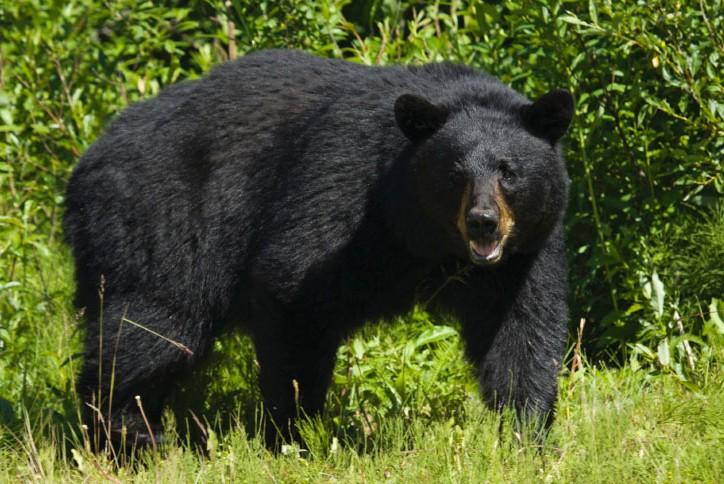 Top cartridges & bullets for black bears • Outdoor Canada Top cartridges & bullets for black bears • Outdoor Canada