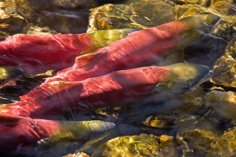 River-fishing for Pacific salmon