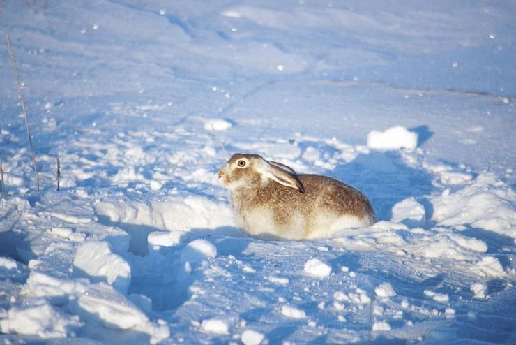 Rabbit hunting basics