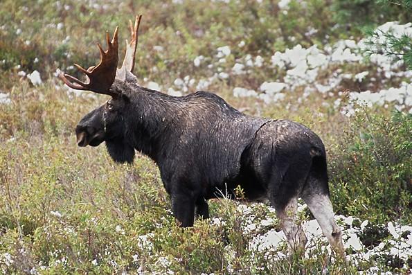 Parks Canada plans Newfoundland moose cull