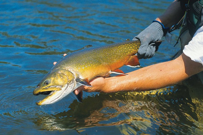 Expert tips for fishing brook trout • Outdoor Canada