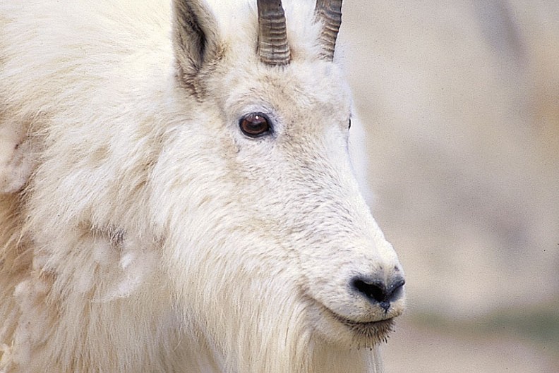 Hunting adventure: Mountain goats • Outdoor Canada