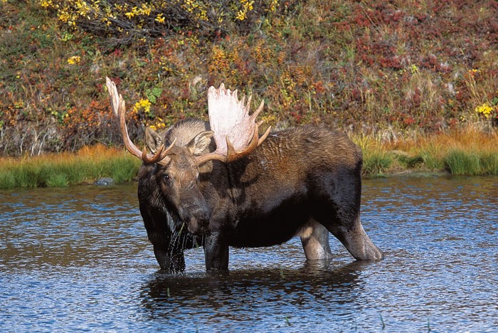 Moose