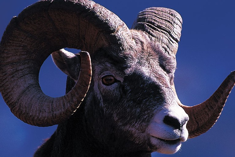 Bighorn sheep