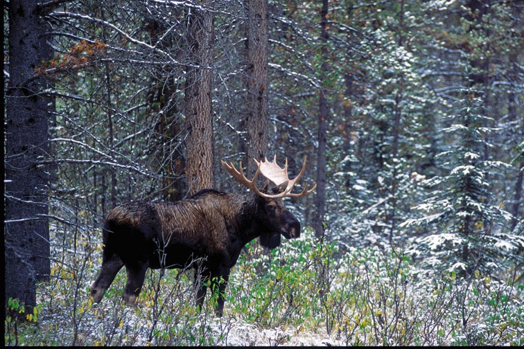 Bull moose