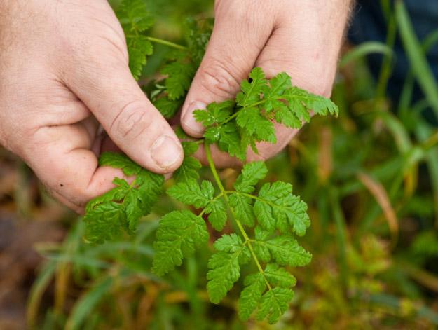 15 Wild Plants You Can Eat Outdoor Canada