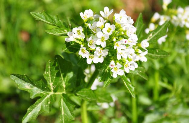 Watercress