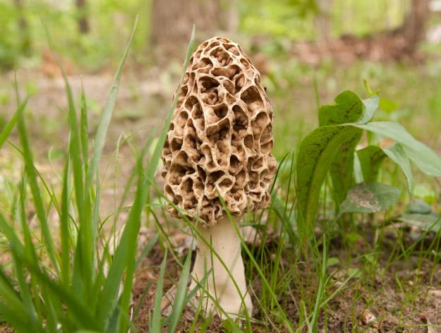 Morels