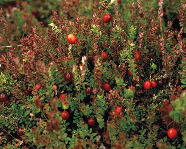 High-bush cranberry