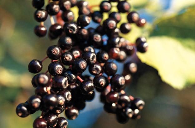 Elderberry