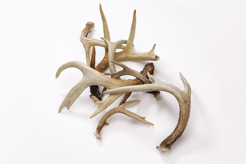 Deer Antler Anatomy • Outdoor Canada