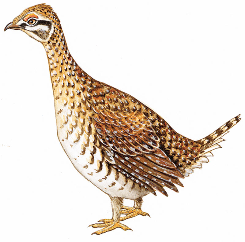 Sharp-tailed grouse