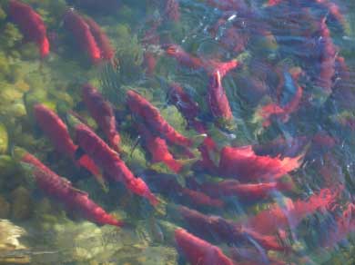 Fraser River to see solid sockeye return; longer fishing season