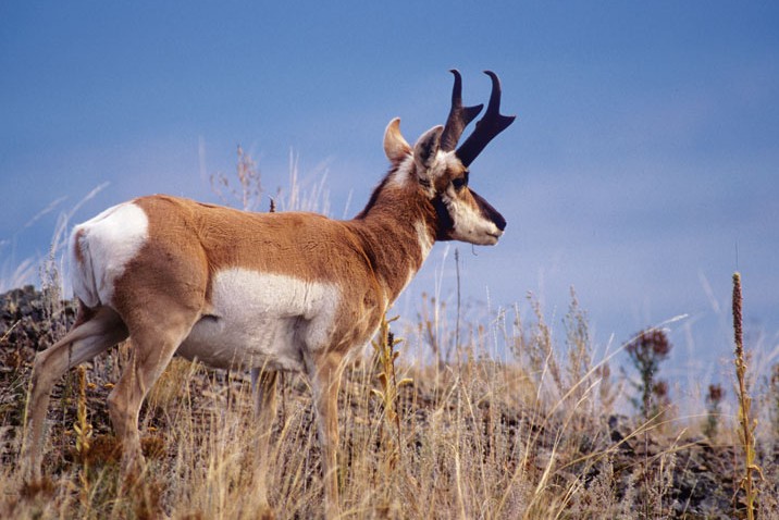 Pronghorn antelope