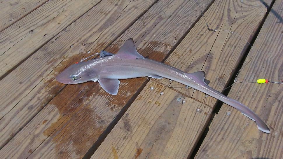 Shark! Yes, I released him unharmed to fight another day