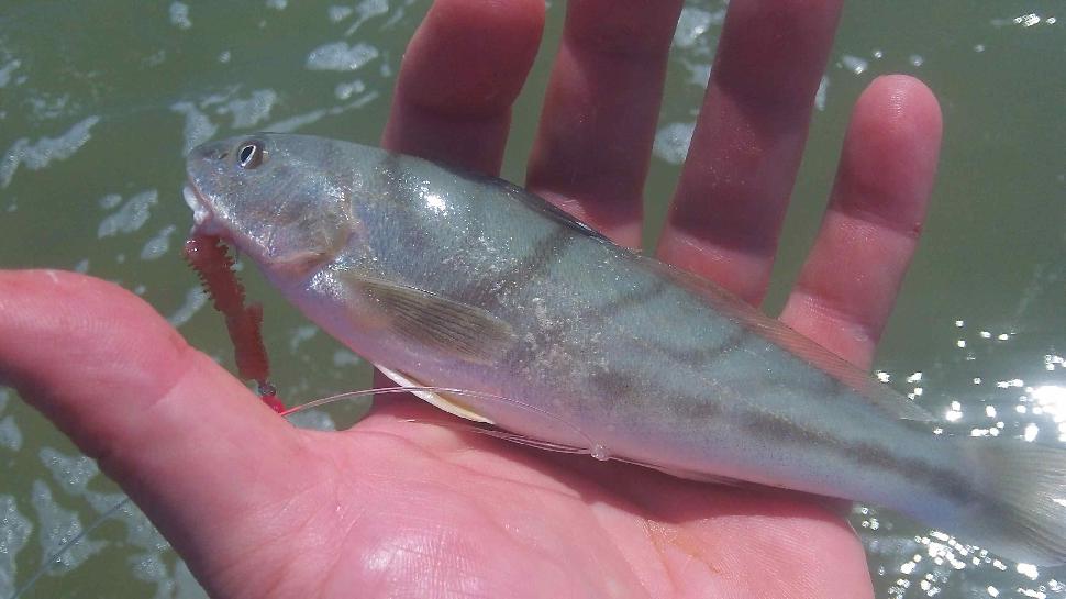 Mystery fish #1: Looks like a tropical visitor to these waters