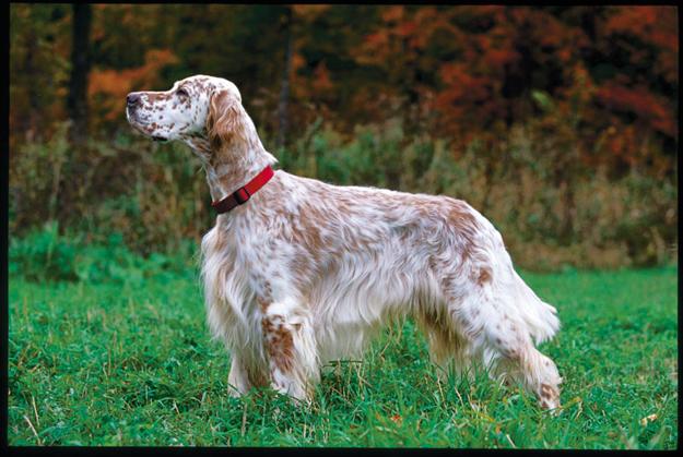 english pointer long hair