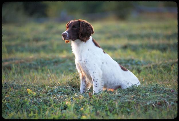 Springer Spaniel