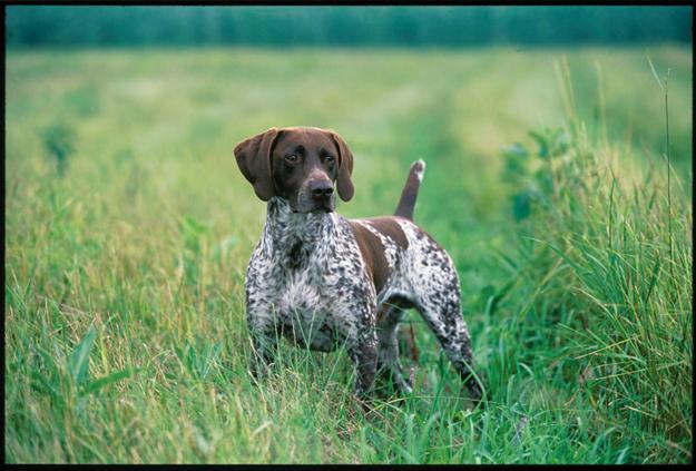 German Shorthaired Pointer