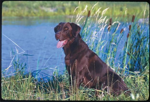 Labrador Retriever