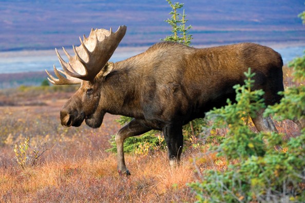 Moose