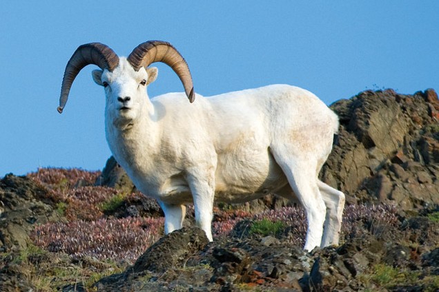 Ram