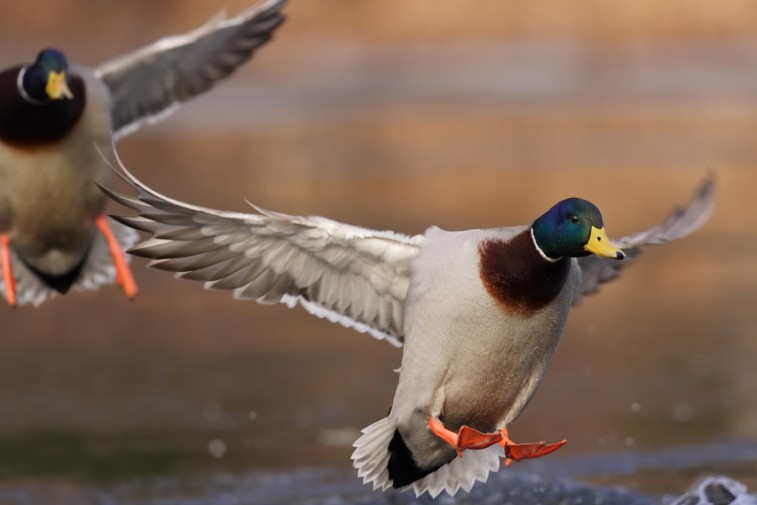 Hunting mallard ducks in September