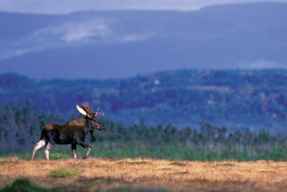 Moose hunting in October