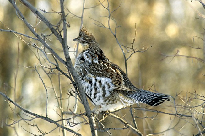 Hunting ruffed grouse in December