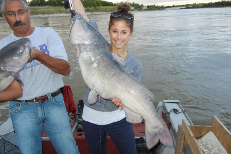 Check the milt spewing out this male channel cat caught the other day
