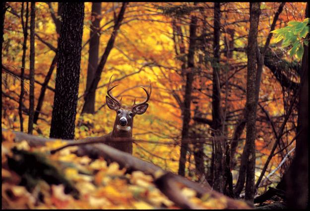 Deer in the forest