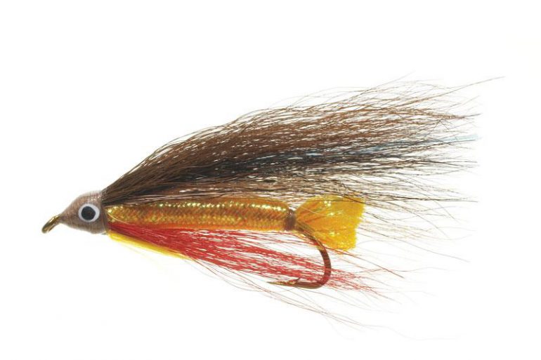 Northern Redbelly Dace