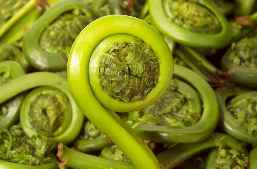 Fiddleheads