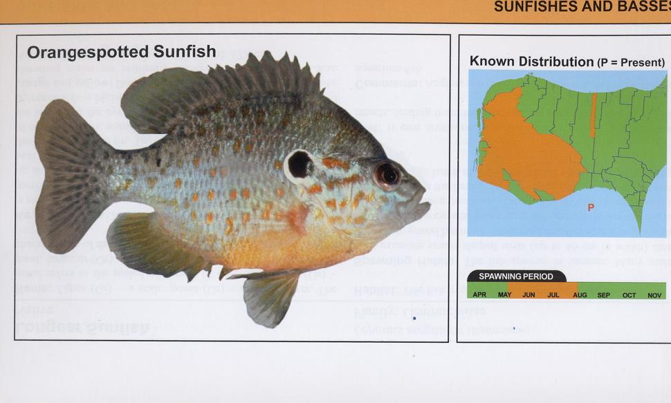 Fishes of Essex County and Surrounding Waters