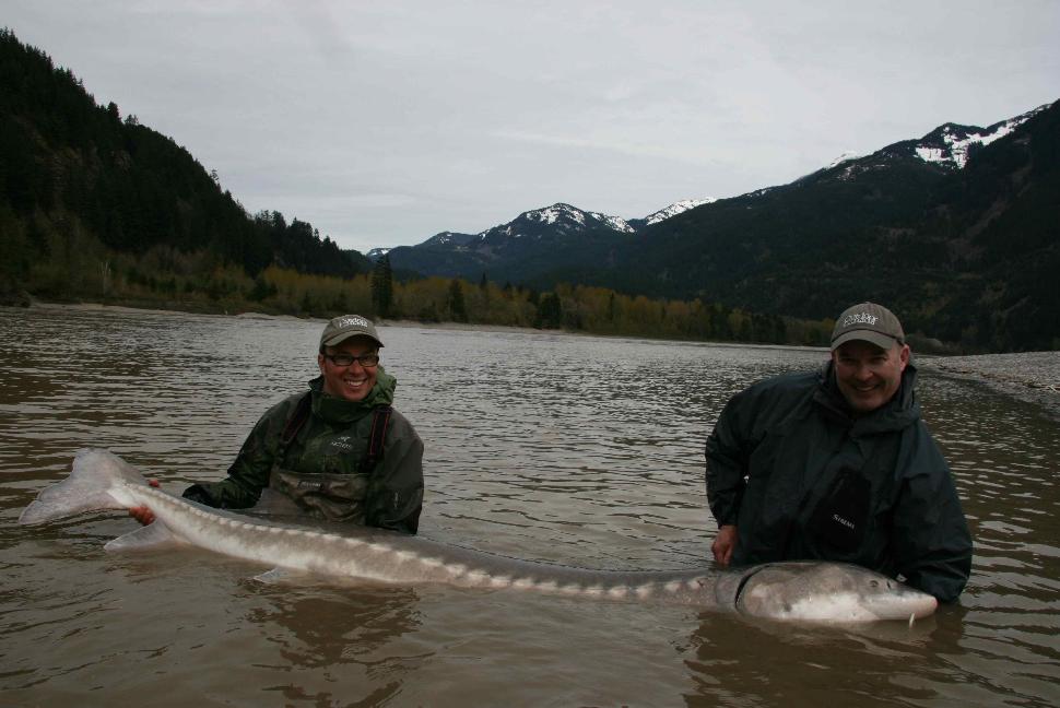 Personal best: That's me on the right with fishing buddy Ted Cawkwell holding my seven foot seven inch white sturgeon before releasing it back into the B.C.'s Fraser River