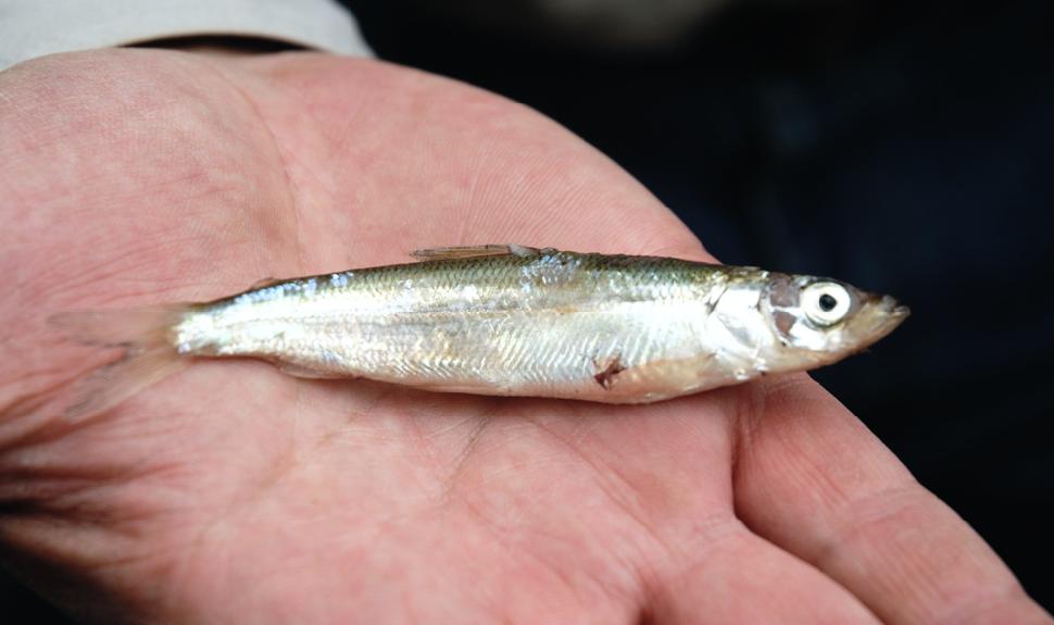 Ciscoes, which lake trout and pike devour, often host tapeworm larvae.