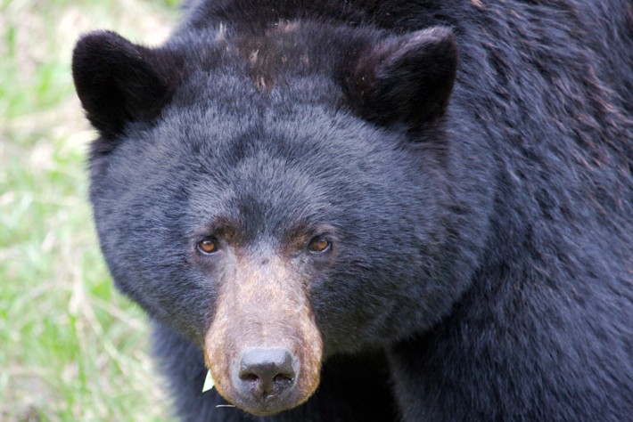 Black bear