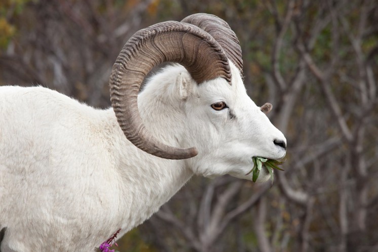 Dall's sheep