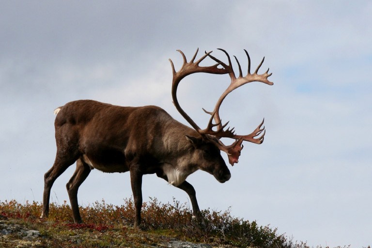 Caribou